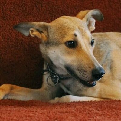 Looking for a home – Yuva arıyor