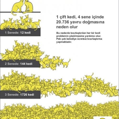 Kısırlaştırmanın faydaları (Kedi)