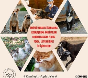 Bu güzel inisiyatif sayesinde İstanbul’daki sokak kedileri için daha iyi bir yaşam mümkün oluyor