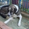 Ex-Straßenhund sucht ein neues Zuhause