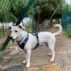 Margoşa sucht ein liebevolles Zuhause