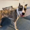 Very friendly and Energetic female Pitbull needs a new home