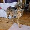 Liebe hinkende gerette Pera sucht ein Zuhause