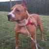 Geretteter Ex-Kampfhund – ein Engel sucht sein Zuhause