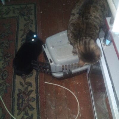 Kedide bekleyen iki kedi, biri siyah diğeri ise tekir cinsi, ev ortamında oyuncu ve dikkatli davranışlar sergiliyor.