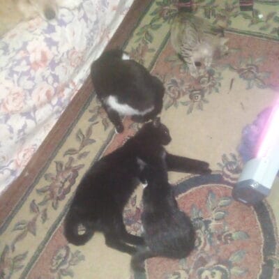 Sevimli kedi ve köpekler birlikte uyuyor evcil hayvan sevgi dolu anlar.