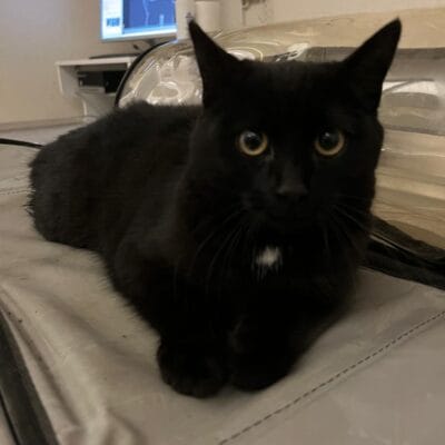 Kara kedinin veteriner muayenesi sırasında hastanede görüntüsü.