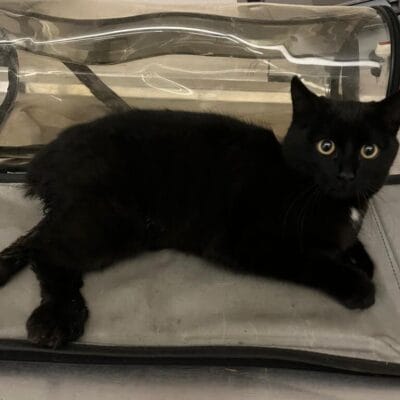 Evcil siyah kedi, taşıma çantasında seyahat ederken, açık ve parlak gözleriyle dikkat çekiyor, sağlıklı ve enerjik görünüyor, kedi sahiplenmek ve bakımını öğrenmek isteyenler için ideal bir seçenek.