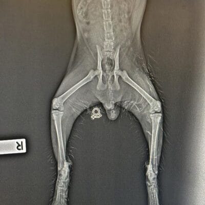 Köpek kemik röntgen görüntüsü, iskelet yapısı detaylı ve anatomik yapısı net şekilde görünmektedir. Duisburg köpek veterinerleri ve sağlık kontrolleri için uygun, yüksek kaliteli röntgen çekimi.