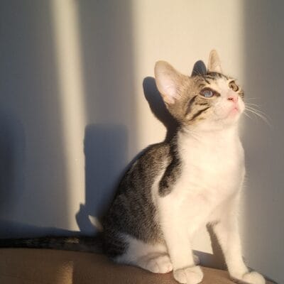 Sevimli sokak kedisi, doğal ortamında rahatlamış ve güneş ışığında keyifli poz veriyor.