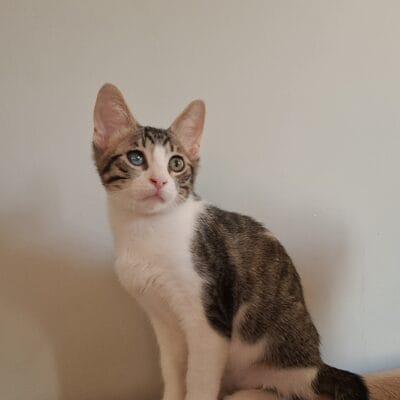 Yavrukedi, kedili, sevimli, sokak hayvanı, evcil, şirin, tüyleri temiz, dikkat çekici gözler, doğal güzellik, hayvan severler için ideal, Kırık Kuyruk hayvan barınağı, yeni yuva arayan kedi, sağlıklı ve mutlu kedi, özgür ruhlu, sevimli dost.