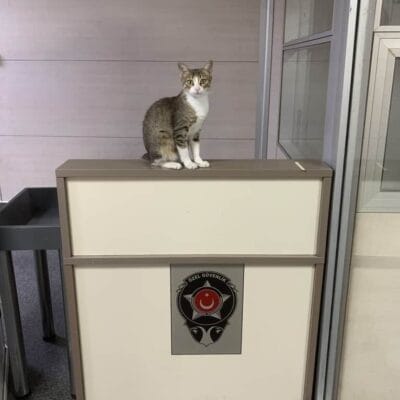 Yavru kedi, güvenlik görevlisi kulubesinde otururken. Kozmetik ve güvenlik önlemleri ile korunan kedi, veteriner kontrolü altında sağlıklı bir yaşam sürdürüyor.