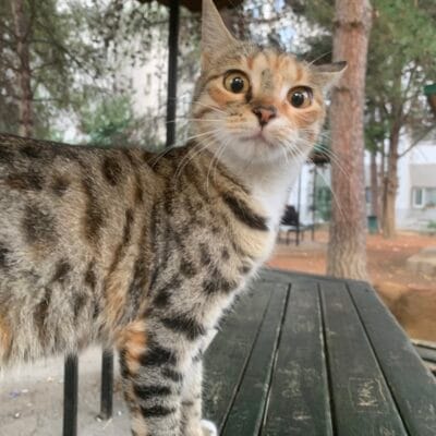 Canlı, meraklı ve sevimli sokak kedisi doğada, ağaçlar ve açık hava ortamında, dikkat çekici gözlerle bakarken, doğal yaşam, evcil olmayan kediler ve outdoor kedilerin güzel görüntüsü.