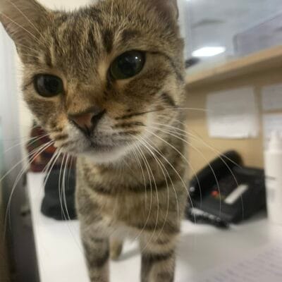 Yüzüne yakın çekimle sevimli kedinin detaylı yüz ifadesi ve tüy deseni, evcil kedi görüntüsü, gündelik yaşam ortamı, kediseverler için ideal.