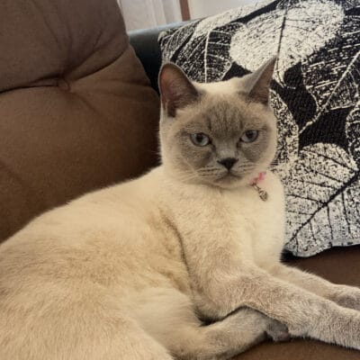 Güzel gri ve krem renkli evcil kedi yumuşak tüylü, rahat bir pozisyonda kanepe üzerinde oturuyor, ev ortamında sevimli kedinin detaylı ve kaliteli fotoğrafı.