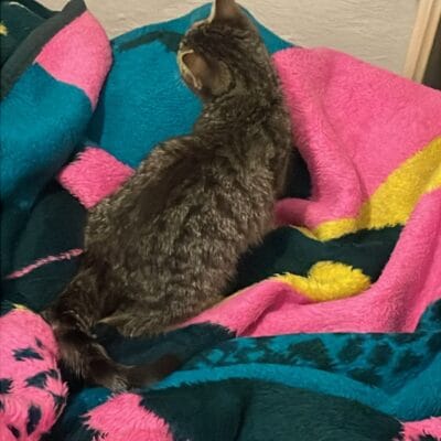 Mini kedili evcil hayvan, renkli peluş battaniye üzerinde oturuyor, rahatlama ve konfor arıyor.