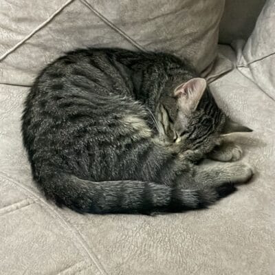 Yumuşak gri tüylü kedinin sırt üstü kıvrılmış, rahatlama ve uyku halinde olduğu an, ev ortamında sakin ve huzurlu görüntü, konforlu oturma alanında dinlenme pozisyonu, kedi bakımı ve evcil hayvan sevgisi vurgulanmış.