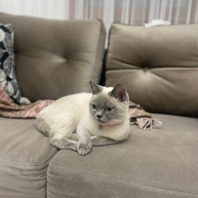 Yavru kedi, rahat kanepe üzerinde otururken evde güzelce dinleniyor, sevimli ve konforlu ortam.