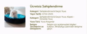 Yavru köpek yatak resmi, sevimli ve rahat yavru köpek yatakları, köpek sahiplenme ve geçici yuva için ideal seçenekler, kaliteli yavru köpek yatakları, köpek bakım ürünleri.