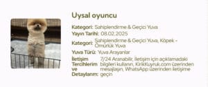 Minyatür köpek yavru, sevimli ve oyuncu küçük köpek resmi, sadeliği ve sevimliliğiyle öne çıkan mini köpek yavrusu fotoğrafı, yeni sahibi arayan tatlı ve uyumlu minyatür köpek yavrusu görüntüsü.