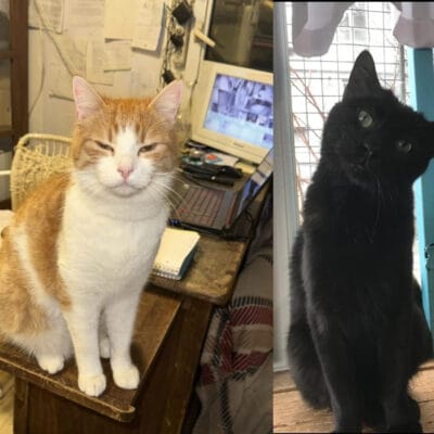 Sevimli kedi kırmızı-beyaz tüylerle oturma odasında bilgisayar ve not defteriyle poz veriyor, sıcak ve rahat ortam, evcil kedi görüntüsü.