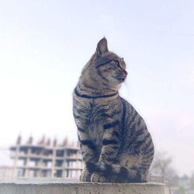 Yavru sokak kedisi, açık havada otururken, doğal ortamda dikkat çekici görüntü.