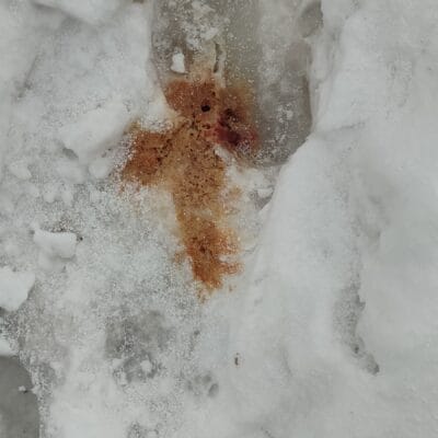 Kirikkuyruk.com - Kar Turtle Gübre ve Ton Balığı Kayıt Noktası.