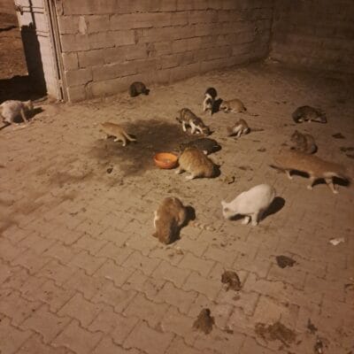 Yuva köpekler ve kediler açıkhava alanda gece ışığında, toprak ve taş zemin üzerinde besleniyor, mama ve su kapları bulunuyor, hayvanseverler için uygun yuva ortamı.