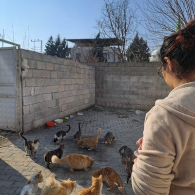 Sokak kedileriyle ilgilenen kişi ve sevgi dolu kedi topluluğu, terkedilmiş ve sokak kedileri için yardımseverlik, koruma ve beslenme faaliyetleri yapıyor.
