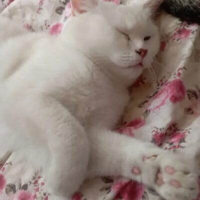 Yıkanmış beyaz kedi, açık mavi gözlerle rahatladığı ve uyuduğu anın detaylı görüntüsü.