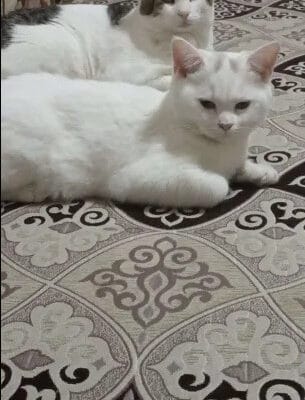 İki şirin kedi birlikte yatarken, ev ortamında rahat ve huzurlu görünüyorlar.
