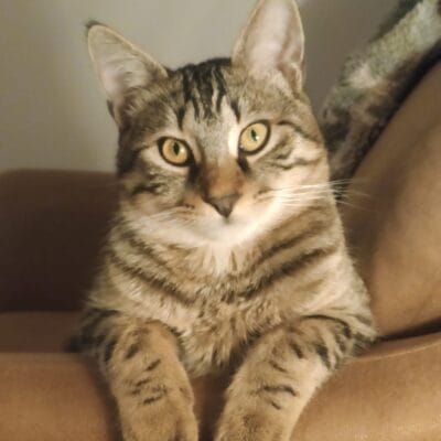 Güzel bir evcil kedi, odanın köşesinde oturuyor ve dikkatle kameraya bakıyor.