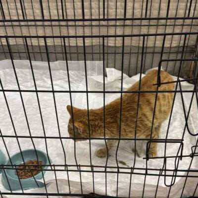 Sağlıklı ve mutlu kedinin kamp alanında beslenirken çekilmiş fotoğrafı, kedilerin bakımında uygun ortam ve kaliteli mama, dikkat çeken pet bakım ürünleri, kedilere uygun kafes ve altyapı, sağlıklı ve sevgi dolu evcil hayvan yaşamı.