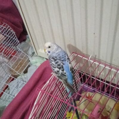 Parlak tüyleriyle mavi ve beyaz renklerde muhabbet kuşu, kafesinde konumlanmış, evcil kuş bakımına uygun, sevimli ve enerjik pet hayvanı.