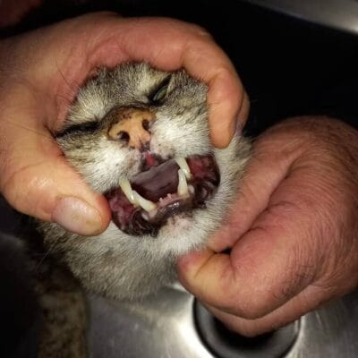 Yarasa kedinin ağız açmış hali, kedinin dişleri ve dil görüntüsü, doğal ortamda çekilmiş kediyi diş muayenesi sırasında gösteren fotoğraf.