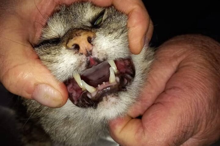 Yarasa kedinin ağız açmış hali, kedinin dişleri ve dil görüntüsü, doğal ortamda çekilmiş kediyi diş muayenesi sırasında gösteren fotoğraf.