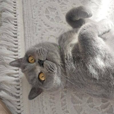 Sevimli gri kedi yatarken yakından çekilmiş doğa fotoğrafı, yumuşak tüyleri ve altın rengi gözleriyle dikkat çekiyor. Pastel renklerde halı ve örtüyle çevrili, evde huzurlu anlar yaşıyor. Kedi sevgisi ve evcil hayvan fotoğrafçıları için ideal içeriğe uygun.