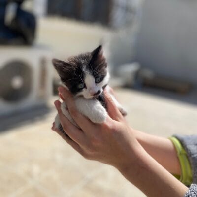 Sevimli siyah ve beyaz kedi yavrusu elinde tutan kişi, kedi besleme ve sevme, sokak kedisi, kedi rescuing, hayvansever, kedikurduğu, hayvan barınağı, kedi bakımı, kedi fotoğrafı, kedi sahiplenme, kedi fotoğrafı, hayvan sevgisi, kedi ve sahip, kedi portresi.