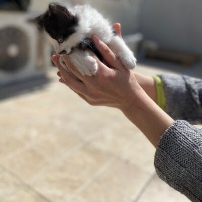 Savunmasız yavru kedi tutan eller, küçük ve sevimli kedi, bakım ve sevgi, hayvan koruma, kedi sever, sevimli hayvan, doğa ve hayvan, pet bakımı, şefkatli el, kedi fotoğrafı.