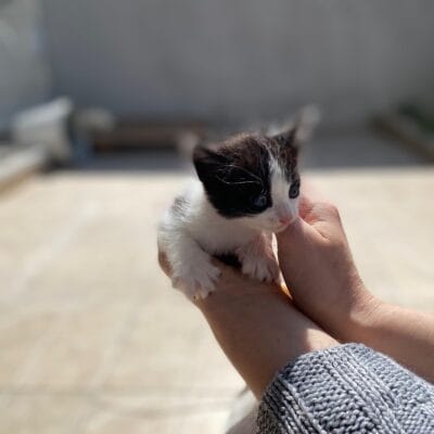 Minik siyah beyaz kedicik, yavru kedi, sevimli kedi, sokak kedisi, kedi bakımı, Kırık Kuyruk hayvan barınağı, yavru hayvan, kedi fotoğrafı, sokak hayvanları, hayvan kurtarma, kedi sevimliliği, doğada canlı yaşam, kedi bakım merkezleri, kedi kurtarılması, yavru kedi sağlığı, doğa dostu hayvanlar.