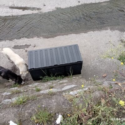 Genişlik ayarlı pet tasması ve yavru kediler, kedi bakım ve sahiplendirme içerikleriyle uygunluk gösterebilir.