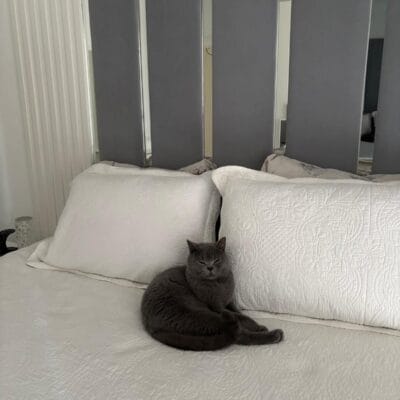 Yatakta yatan gri kedi, rahat ve şık yatak dekorasyonu, evcil hayvan fotoğrafı, iç mekan evcil hayvan.