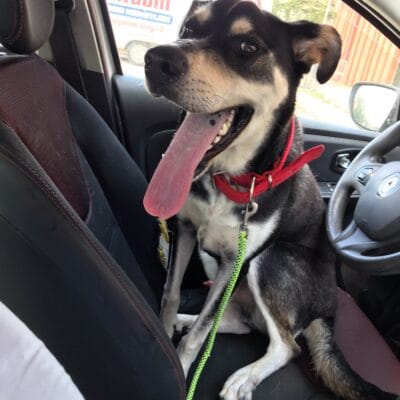 Mutlu köpek, araba içerisinde, yüksek enerjili ve sevimli, köpek sahiplenme ve hayvan kurtarma, köpek yavrusu, pet, evcil hayvan, köpek sevgisi, kurtarma köpeği, köpek dostu, köpek bakımı, hayvansever, Kirikkuyruk ve uygun ortam arayışında.