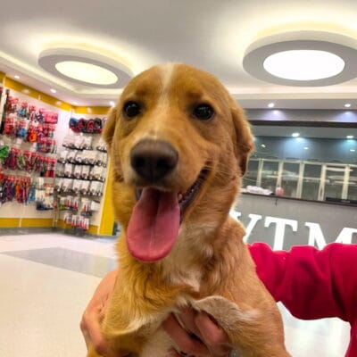 Oyuncu köpek, sevimli yavru köpek, köpek sevimli yüz, evcil hayvan, kedi ve köpek mağazası, köpek sahiplenme, köpek bakımı, köpek dostu alan, köpek eğitimi, köpek ve oyuncak, hayvansever, köpek maması, köpek eğitim merkezi, sevimli köpek portresi.