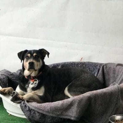 Sevimli köpek uyuyan yatakta, ısınma ve konfor sağlayan köpek yatağı, evcil hayvan yatakları, köpek uyku alanı, rahat ve yumuşak köpek yatağı, Kırıkkuyu köpek bakım merkezi.