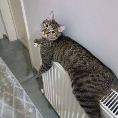 Kedi, radyatör üzerinde otururken dikkat çekici poz sergiliyor, evcil hayvan severler için sevimli ve sıcak anlar.