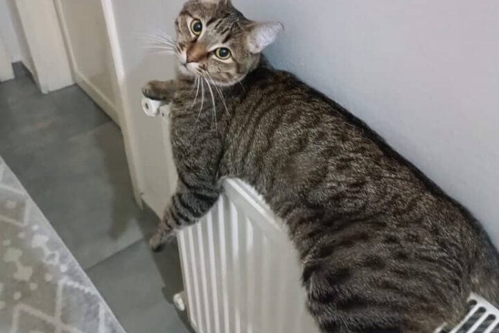 Kedi, radyatör üzerinde otururken dikkat çekici poz sergiliyor, evcil hayvan severler için sevimli ve sıcak anlar.
