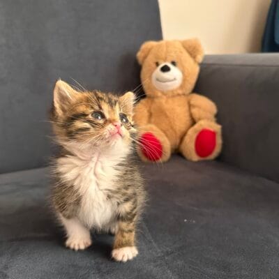 Sevimli küçük tekir yavru kedi, gri ve beyaz tüylü, sevinçli yüz ifadesiyle yeni evinde.