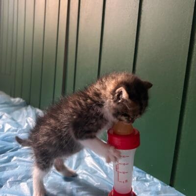 Sevimli yavru kedi ile süt şişesi, evcil hayvan bakımı, kedi besleme ve sağlıklı kediler, kedi maması temasıyla uyumlu, dikkat çekici ve SEO dostu görsel.