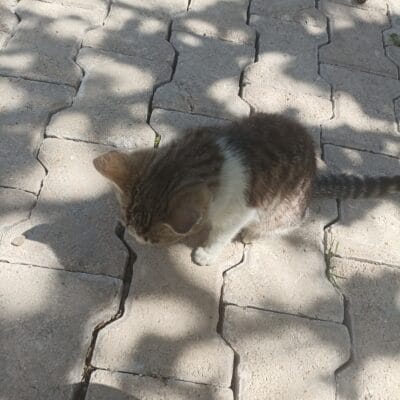 Minik kedi yürüyüşte, açık alanda taşlı zeminde, gölgeler ve güneş ışınlarıyla çevrili sevimli kedi.